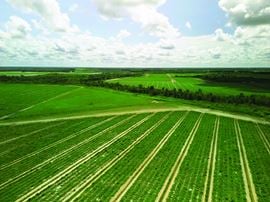 Manatee County Farm Land