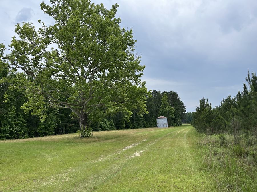 182 Acres Timberland with Cabin & Ponds