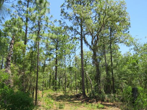 Early Bird Timberland & Recreational Tract