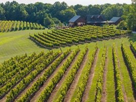 Shade Winery