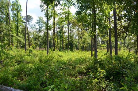 Gadsden Timberland Acreage - Quincy