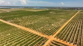 Auction - 584 Acres in Polk County