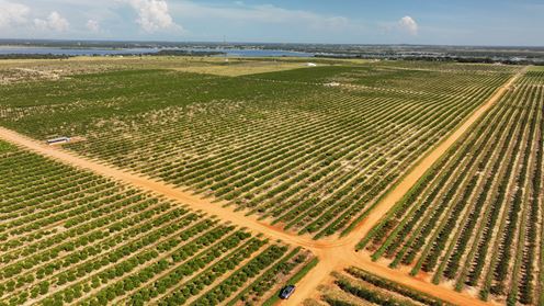Auction - 584 Acres in Polk County
