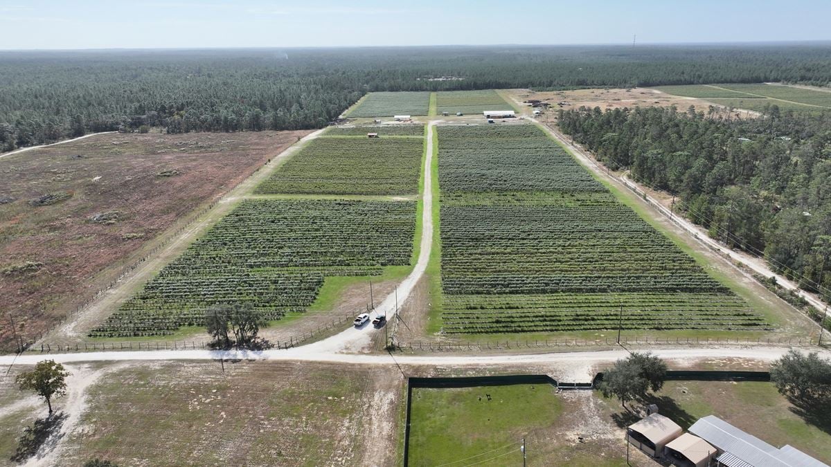 Citrus County Blueberry Farms - South