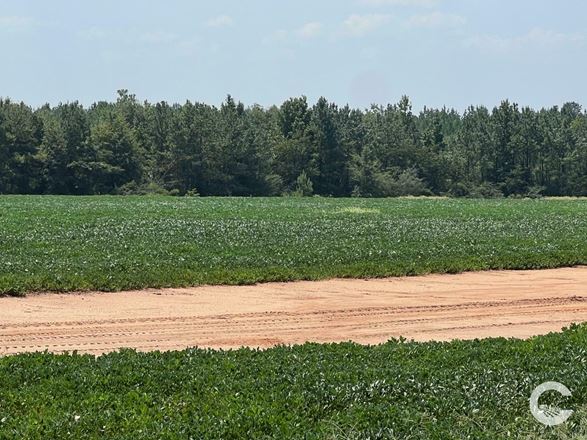 226 +/- Acre Investment Opportunity in Brewton, AL