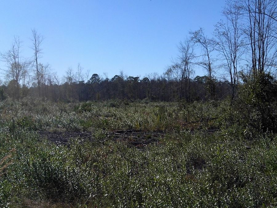 203 Acres in Valdosta