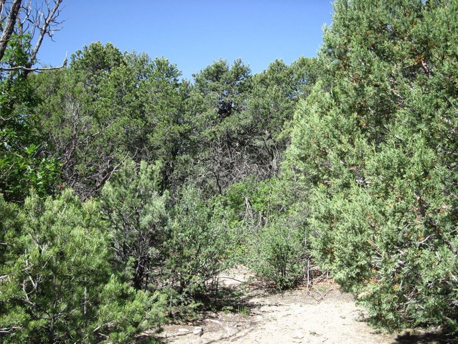 8 Roadrunner Rd