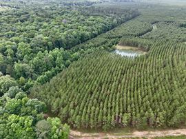 10 Shy Ranch and Timber