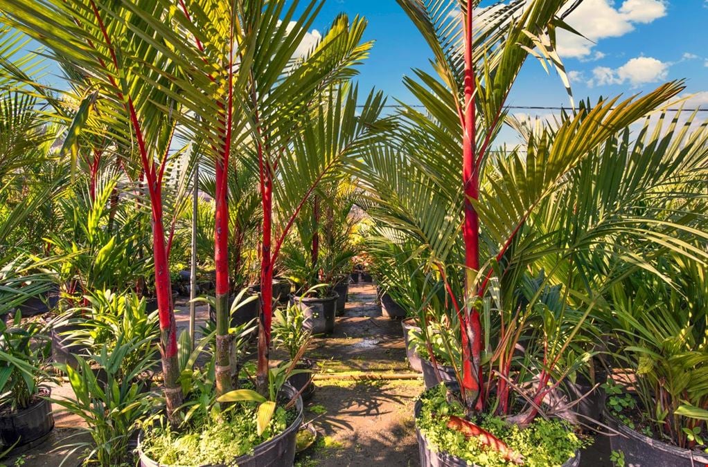 Nursery Plants & Trees - Asset Sale Only