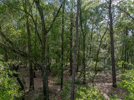 Floral City 205 Acres