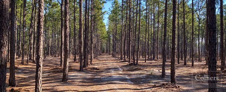 ±108-Acre Timber & Recreational Tract | Edmund, SC