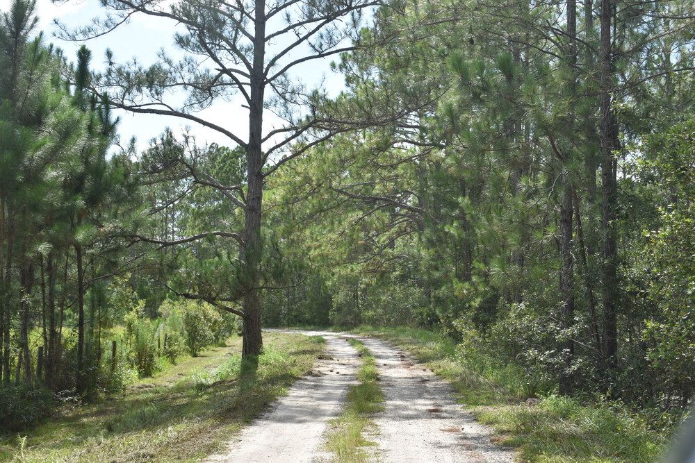 Central Florida Organic Blueberry Farm 6000 Berry Groves Road