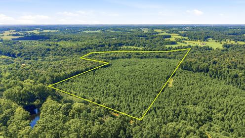 Town Creek Timber 40 Acres