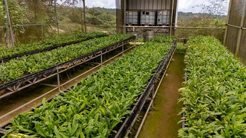 Turnkey Agricultural Operation w. Eco Tourism Potential @ Hacienda Montesol - For Sale