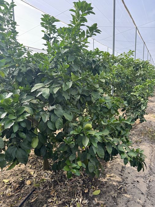 Turn-Key Citrus Under Protective Screen (CUPS) Pod
