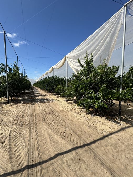 Value-Add Opportunity Citrus Under Protective Screen (CUPS) Pod
