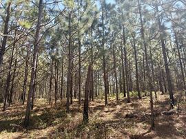 Sawyer Lane Hunting and Timber Tract