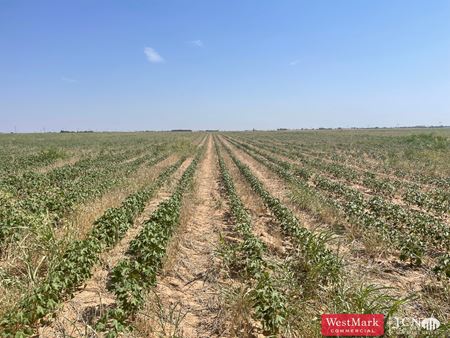 Photo of commercial space at 177.1 Acres Productive Farm Land Hockley Co., TX in Levelland