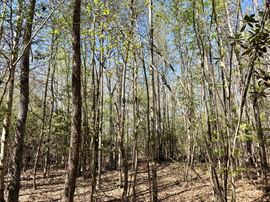 Georgiana Recreation Tract