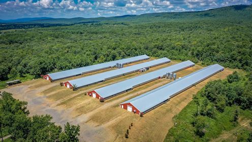 Mena AR Broiler Chicken Farm