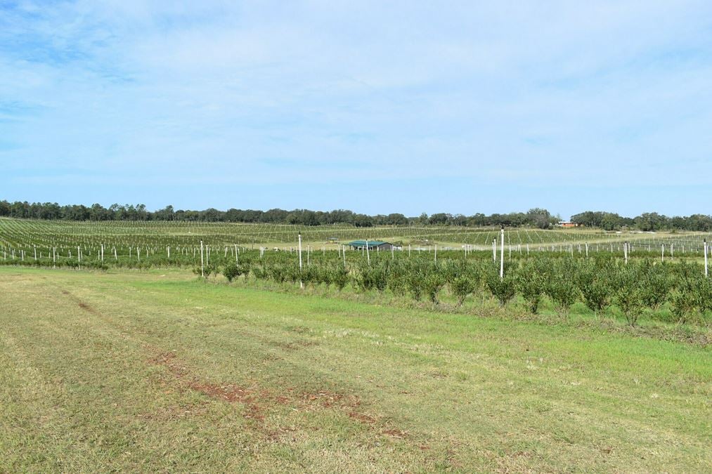 Citrus County Blueberry Farms- North