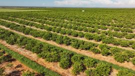 Auction - 584 Acres in Polk County