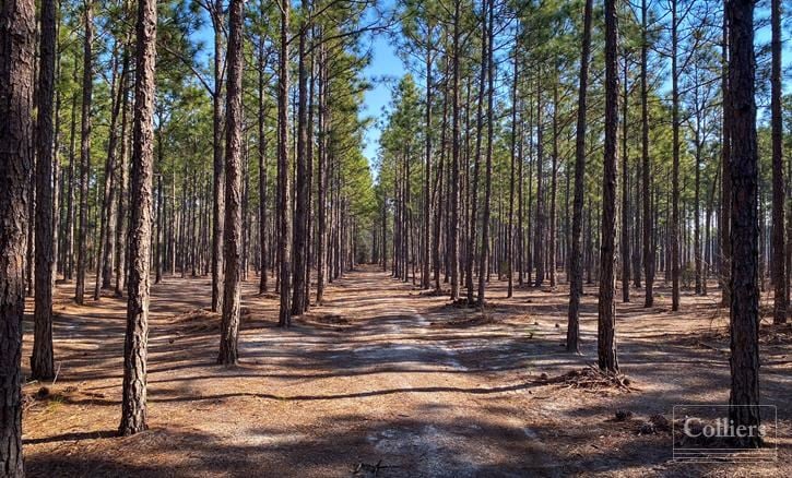 ±108-Acre Timber & Recreational Tract | Edmund, SC