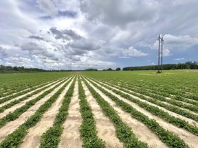 Dupree Tract