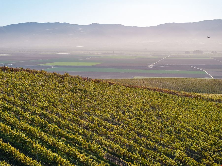 Sales Ranch Vineyard