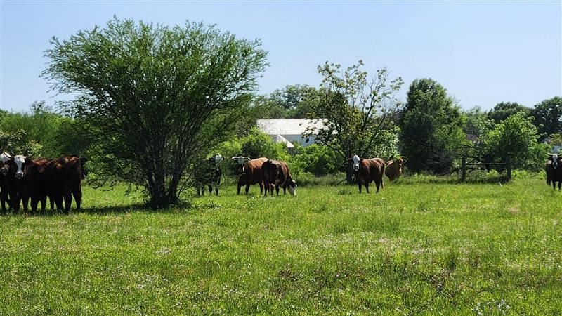 Four Adjoining Lots in Pattison