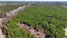 Lewis Timber Tracts