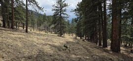 15+ Acres of Commercial Land