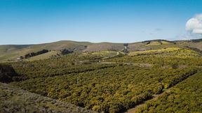 PREMIER 350-ACRE CENTRAL COAST AVOCADO RANCH