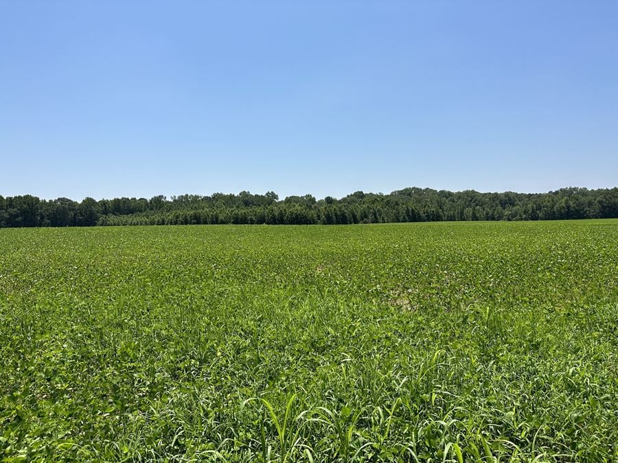 60.30 Acres +/- of Cultivated Farmland & Timber