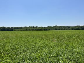 60.30 Acres +/- of Cultivated Farmland & Timber