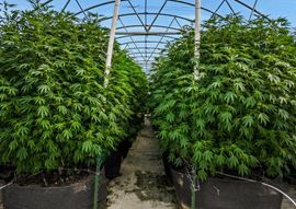Breedsville - Former Operating/Turnkey Greenhouse Cultivation Site