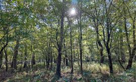 ±120.19-Acre Timber & Recreational Tract Available | Winnsboro, SC