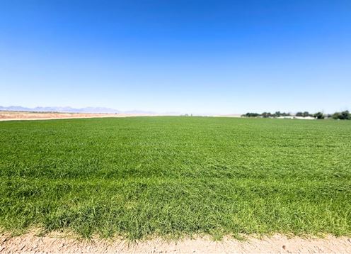 Excellent Vegetable Farmland: ±110 Water Acres in Wellton