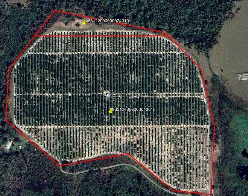 45 Acres – Valencia Grove with 10” Well in Polk County, FL