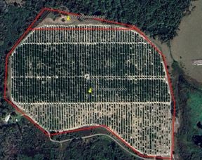 45 Acres – Valencia Grove with 10” Well in Polk County, FL