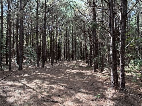 Beatrice Hunting Tract