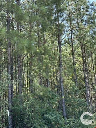 226 +/- Acre Investment Opportunity in Brewton, AL