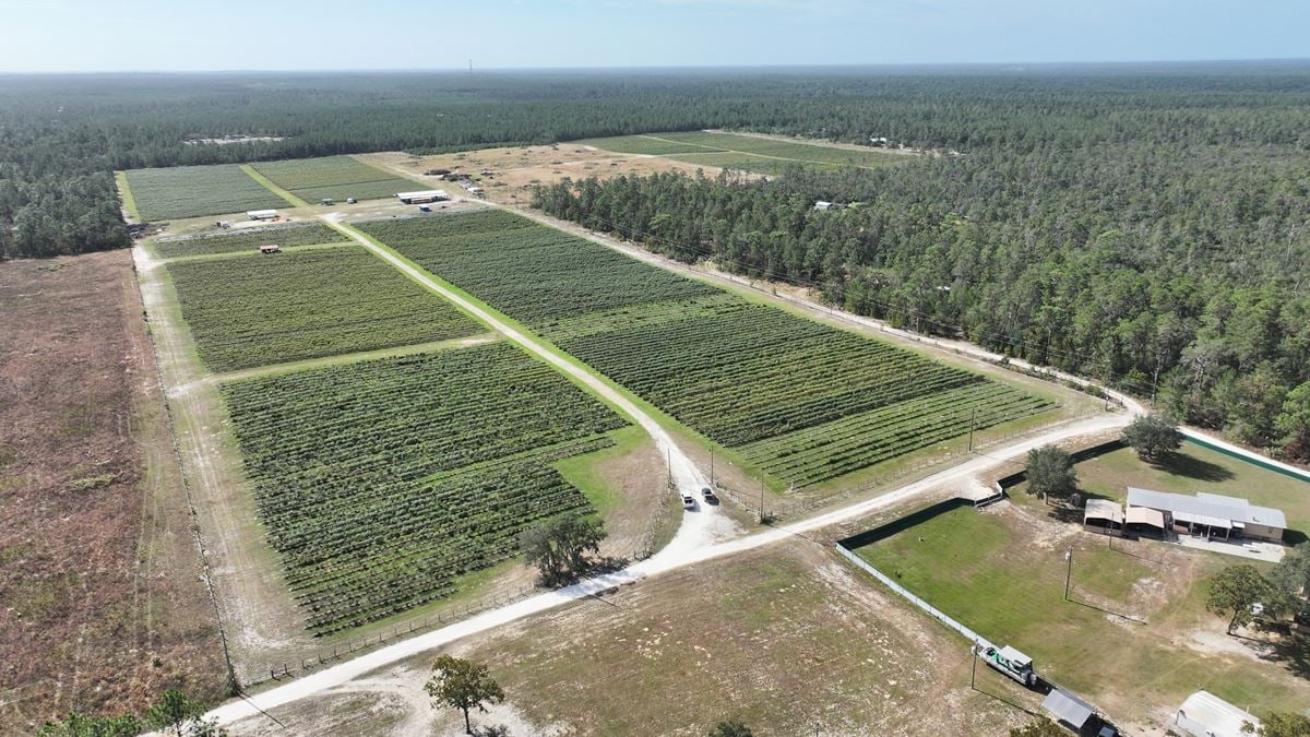 Citrus County Blueberry Farms - South