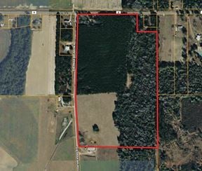 15 Acres in Pansey, AL | Planted Pines & Privacy