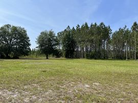 Taylor County Timber Hunting & Homesite