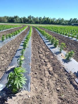 Tawas City - Former Operating/Turnkey Cannabis Outdoor Cultivation Operation