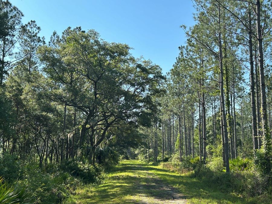 Rocky Hammock Pines