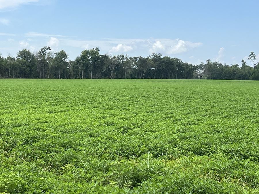 155 Acres of AG Land in Marianna, FL | Jackson County