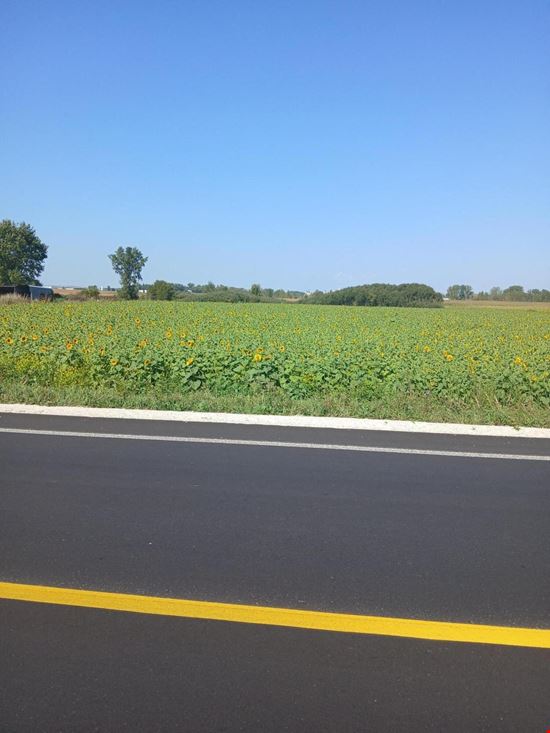 State Highway 310