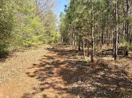Sawyer Lane Hunting and Timber Tract